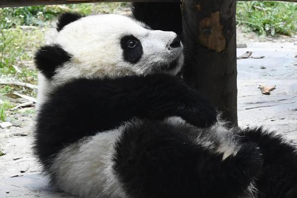 【黑料社區在線】普巴村總工程量到達85%以上