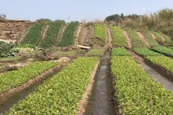 【51黑料吃瓜網不打烊】（總臺報道員 柏春洋）