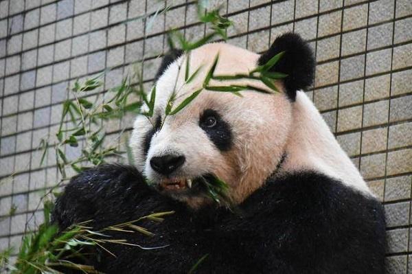 【今日看料-今日看料每日反差】渥太將在6個月后正式退出